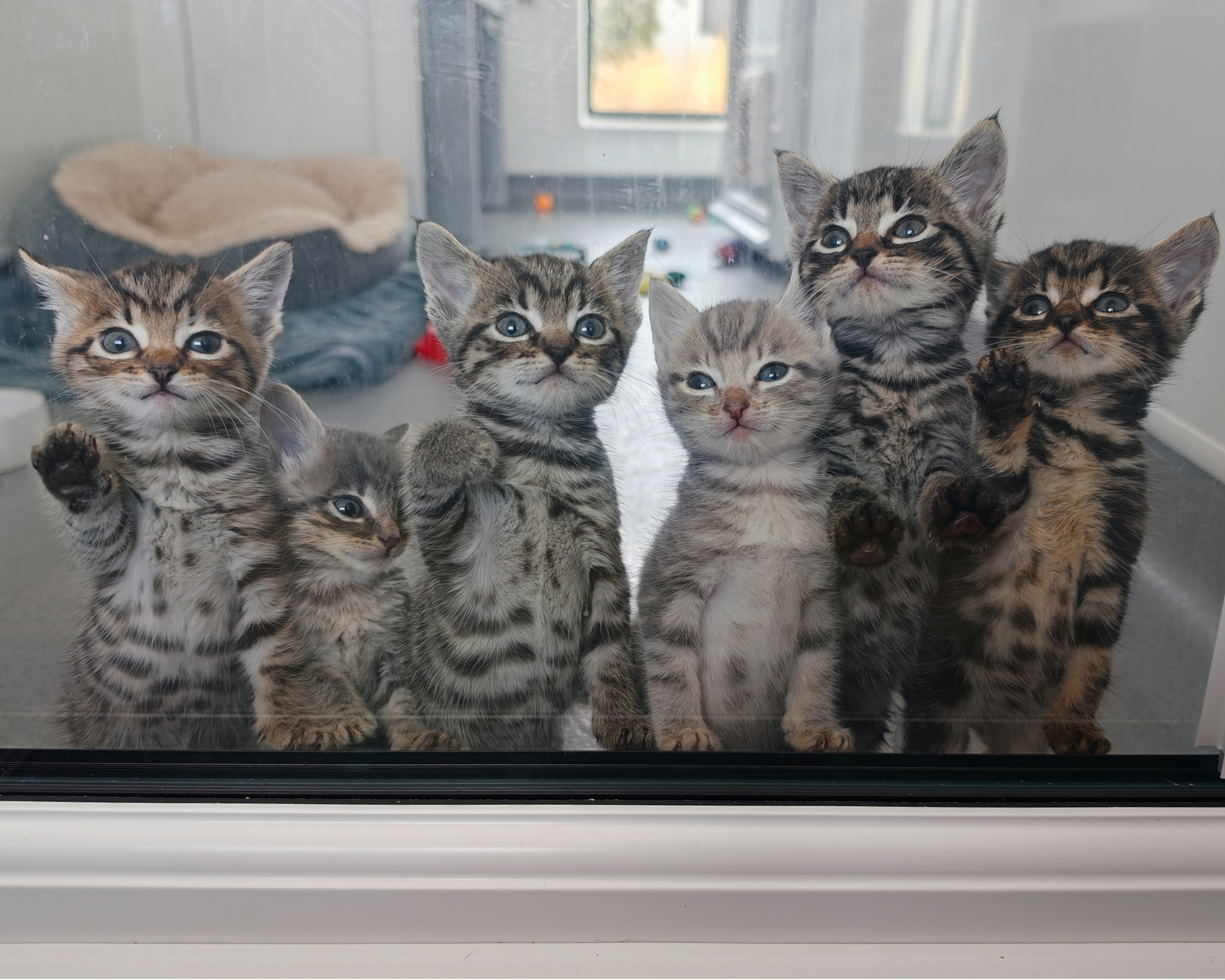 Colleagues Rally Round Newborn Kittens Found at Land Rover Exeter Dealership
